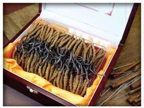 克什克腾冬虫夏草回收